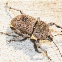 Polyphrades paganus (A weevil) at Yarralumla, ACT - 10 Aug 2025 by Harrisi