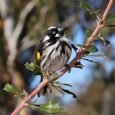 Phylidonyris novaehollandiae (New Holland Honeyeater) at Acton, ACT - 27 Jun 2025 by TimL