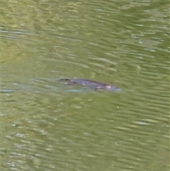 Ornithorhynchus anatinus (Platypus) at Molonglo, ACT - 18 Aug 2025 by Wolfdogg