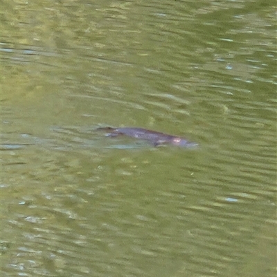 Ornithorhynchus anatinus (Platypus) at Molonglo, ACT - 18 Aug 2025 by Wolfdogg