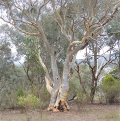 Eucalyptus rossii (Inland Scribbly Gum) at Theodore, ACT - 23 Jan 2025 by MichaelBedingfield