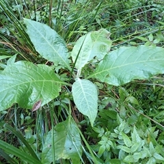 Solanum mauritianum (Wild Tobacco Tree) at Coolagolite, NSW - 17 Aug 2025 by plants