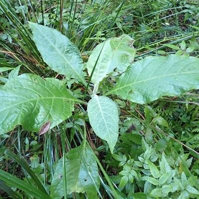 Solanum mauritianum (Wild Tobacco Tree) at Coolagolite, NSW - 17 Aug 2025 by plants