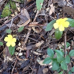 Hibbertia dentata at Coolagolite, NSW - 17 Aug 2025 by plants