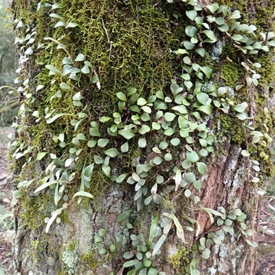 Pyrrosia rupestris (Rock Felt Fern) at Coolagolite, NSW - 17 Aug 2025 by plants