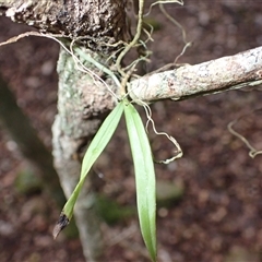 Plectorrhiza tridentata (Tangle Orchid) at Coolagolite, NSW - 17 Aug 2025 by plants