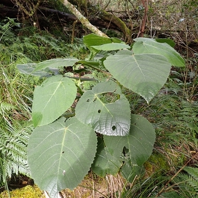 Dendrocnide excelsa (Stinging Tree) at Bermagui, NSW - 17 Aug 2025 by plants