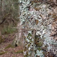 Sarcochilus hillii (Morrison's Tree-orchid, or Myrtle Bells) at Bermagui, NSW - 17 Aug 2025 by plants