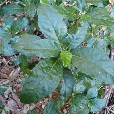 Claoxylon australe (Brittlewood) at Bermagui, NSW - 16 Aug 2025 by plants