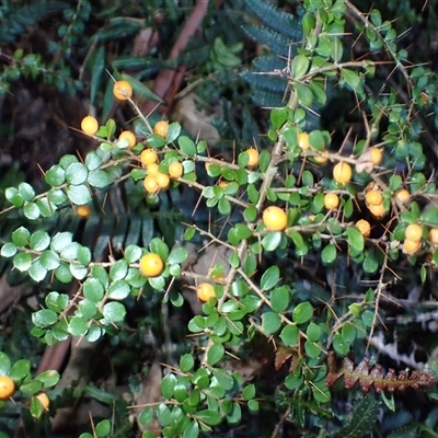 Pittosporum multiflorum (Orange Thorn) at Bermagui, NSW - 16 Aug 2025 by plants