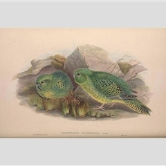 Pezoporus occidentalis (Night Parrot) by MichaelBedingfield