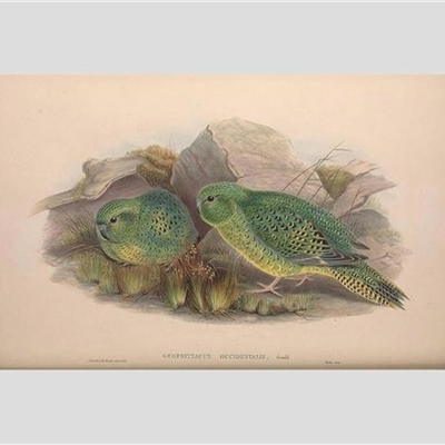 Pezoporus occidentalis (Night Parrot) at  - suppressed by MichaelBedingfield
