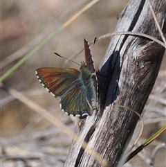 Paralucia crosbyi (Violet Copper Butterfly) by RAllen