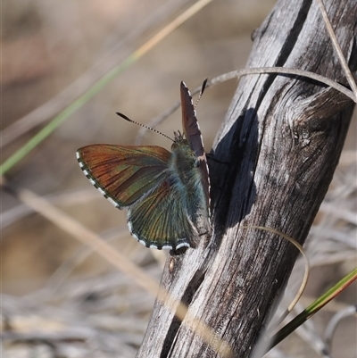 Paralucia crosbyi (Violet Copper Butterfly) at  - suppressed by RAllen