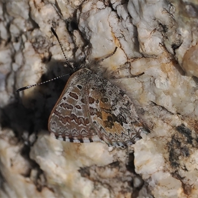 Paralucia crosbyi (Violet Copper Butterfly) at  - suppressed by RAllen