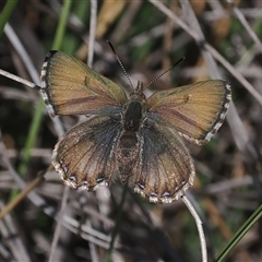 Paralucia crosbyi (Violet Copper Butterfly) by RAllen