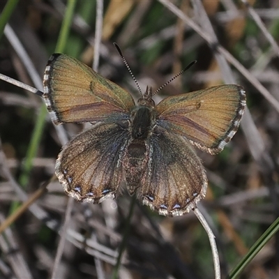 Paralucia crosbyi (Violet Copper Butterfly) at  - suppressed by RAllen