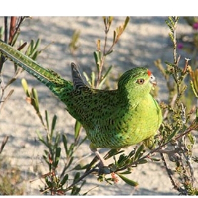 Pezoporus wallicus flaviventris (Western Ground Parrot) at  - suppressed by MichaelBedingfield