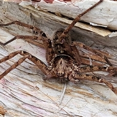 Heteropoda sp. (genus) (Huntsman spider) at Nambucca Heads, NSW - 19 Aug 2025 by trevorpreston
