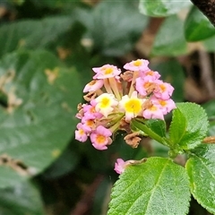 Lantana camara (Lantana) at Nambucca Heads, NSW - 19 Aug 2025 by trevorpreston