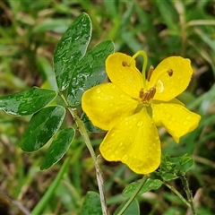 Senna aciphylla at Nambucca Heads, NSW - 19 Aug 2025 by trevorpreston