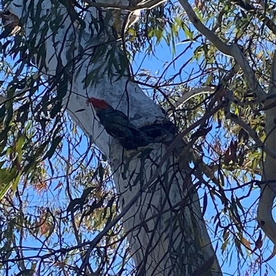 Callocephalon fimbriatum (Gang-gang Cockatoo) at Lyneham, ACT - 19 Aug 2025 by jks