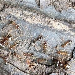 Pheidole sp. (genus) (Seed-harvesting ant) at Nambucca Heads, NSW - 19 Aug 2025 by trevorpreston