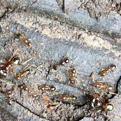 Pheidole sp. (genus) (Seed-harvesting ant) at Nambucca Heads, NSW - 19 Aug 2025 by trevorpreston