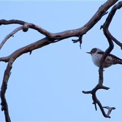 Daphoenositta chrysoptera (Varied Sittella) at Pialligo, ACT - 18 Aug 2025 by jb2602