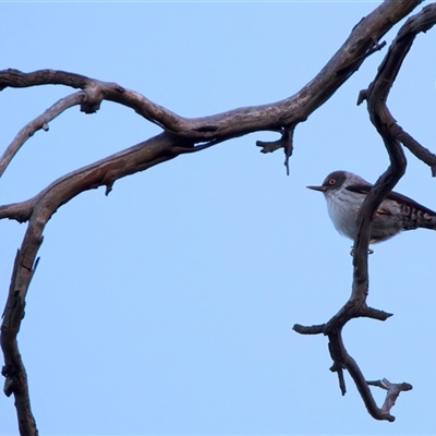 Daphoenositta chrysoptera (Varied Sittella) at Pialligo, ACT - 18 Aug 2025 by jb2602