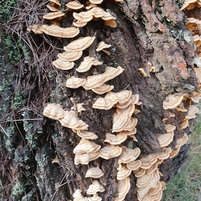 Unverified Pored or somewhat maze-like on underside [bracket polypores] at Wingello, NSW - 15 Aug 2025 by GITM1