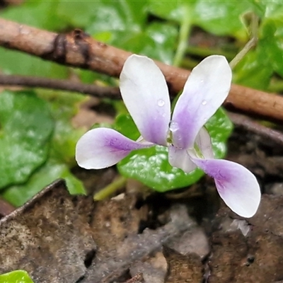 Viola sp. at Nambucca Heads, NSW - 19 Aug 2025 by trevorpreston