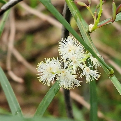 Unverified Wattle at Nambucca Heads, NSW - 19 Aug 2025 by trevorpreston