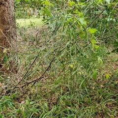 Unverified at suppressed - suppressed