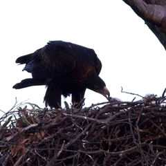 Aquila audax (Wedge-tailed Eagle) at Tharwa, ACT - 18 Aug 2025 by jb2602