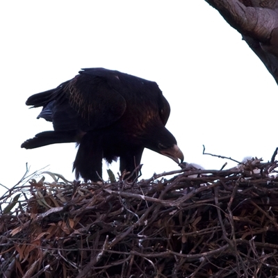 Aquila audax (Wedge-tailed Eagle) at Tharwa, ACT - 18 Aug 2025 by jb2602