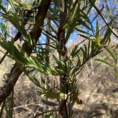 Billardiera scandens (Hairy Apple Berry) at Campbell, ACT - 19 Aug 2025 by SilkeSma