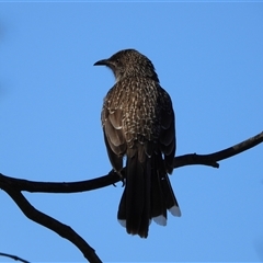 Anthochaera chrysoptera (Little Wattlebird) at Acton, ACT - 18 Aug 2025 by LineMarie