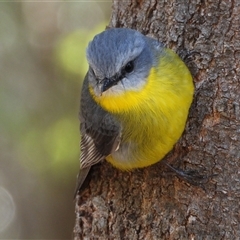 Eopsaltria australis (Eastern Yellow Robin) at Acton, ACT - 18 Aug 2025 by LineMarie