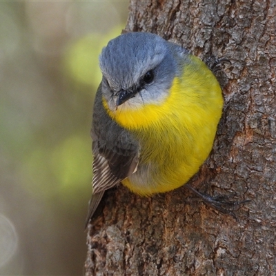 Eopsaltria australis (Eastern Yellow Robin) at Acton, ACT - 18 Aug 2025 by LineMarie