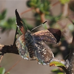 Paralucia crosbyi (Violet Copper Butterfly) by RAllen