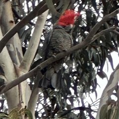 Callocephalon fimbriatum (Gang-gang Cockatoo) at Deakin, ACT - 19 Aug 2025 by lbradley