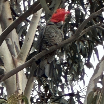 Callocephalon fimbriatum (Gang-gang Cockatoo) at Deakin, ACT - 19 Aug 2025 by lbradley