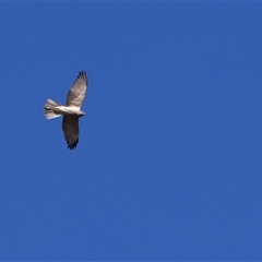 Tachyspiza fasciata (Brown Goshawk) at Paddys River, ACT - 19 Aug 2025 by PeteRav