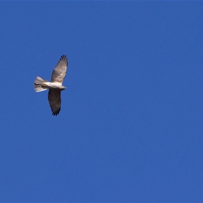 Tachyspiza fasciata (Brown Goshawk) at Paddys River, ACT - 19 Aug 2025 by PeteRav