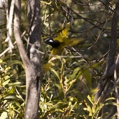 Nesoptilotis leucotis (White-eared Honeyeater) at Paddys River, ACT - 19 Aug 2025 by PeteRav