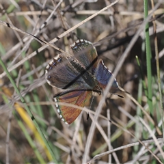 Paralucia crosbyi (Violet Copper Butterfly) by RAllen