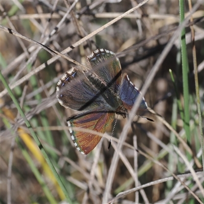 Paralucia crosbyi (Violet Copper Butterfly) at  - suppressed by RAllen