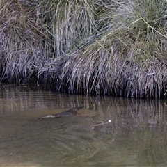 Ornithorhynchus anatinus (Platypus) at Paddys River, ACT - 19 Aug 2025 by PeteRav