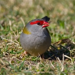 Neochmia temporalis (Red-browed Finch) at Acton, ACT - 19 Aug 2025 by Rheardy